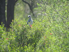 Coracina novaehollandiae