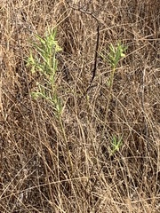 Gomphocarpus fruticosus