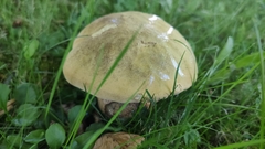 Suillellus luridus