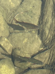 Pseudobarbus afer
