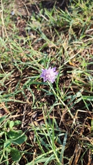 Sixalix atropurpurea