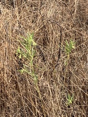 Gomphocarpus fruticosus