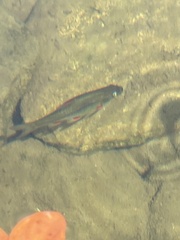 Pseudobarbus afer