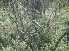 Coracina novaehollandiae