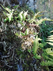 Polypodium vulgare