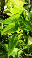 Cirsium heterophyllum