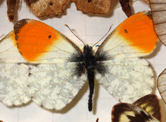 Anthocharis cardamines