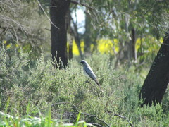 Coracina novaehollandiae