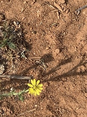 Osteospermum muricatum