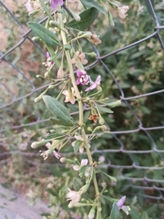 Lycium barbarum