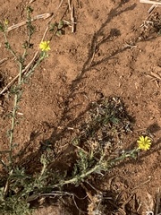 Osteospermum muricatum