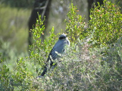 Coracina novaehollandiae