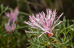 Isopogon dubius