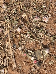 Helichrysum argyrosphaerum