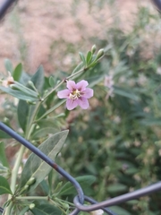 Lycium barbarum