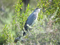 Coracina novaehollandiae