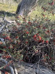 Stenanthera conostephioides