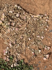 Helichrysum argyrosphaerum