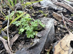 Hydrocotyle foveolata