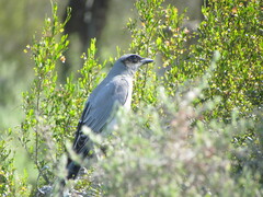 Coracina novaehollandiae