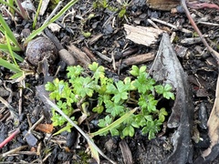 Hydrocotyle foveolata