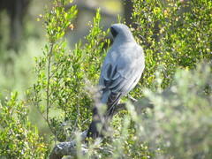 Coracina novaehollandiae