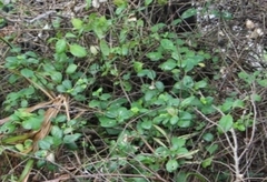 Barleria repens