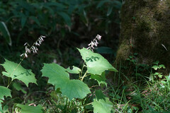 Parasenecio kamtschaticus