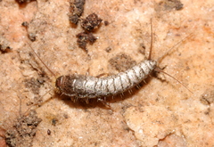 Lepismatidae
