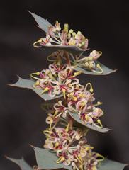 Hakea prostrata