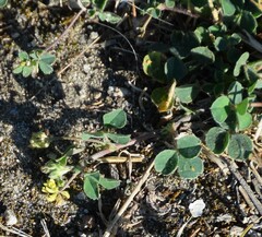 Medicago lupulina