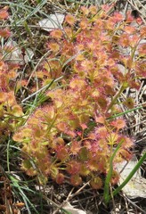 Drosera stolonifera