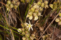 Conostylis