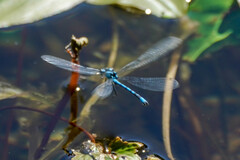 Enallagma circulatum