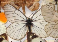 Aporia crataegi