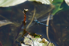 Enallagma circulatum