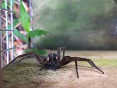 Dolomedes minor