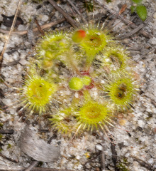 Drosera glanduligera