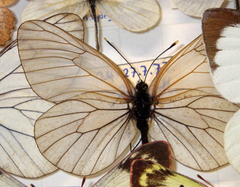 Aporia crataegi