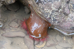 Actinia fragacea