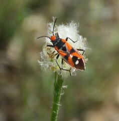 Melanerythrus mactans