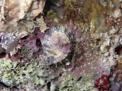 Haliotis tuberculata