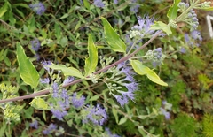 Caryopteris