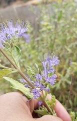 Caryopteris