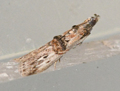 Nephopterix angustella