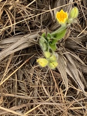 Hypoxis