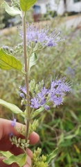 Caryopteris