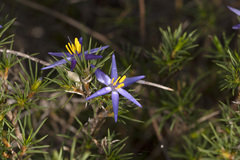 Calectasia narragara