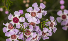 Chamelaucium uncinatum