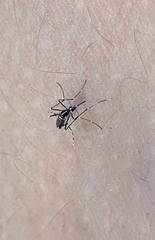 Stegomyia
